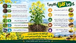 چرا کلزا بکاریم؟
